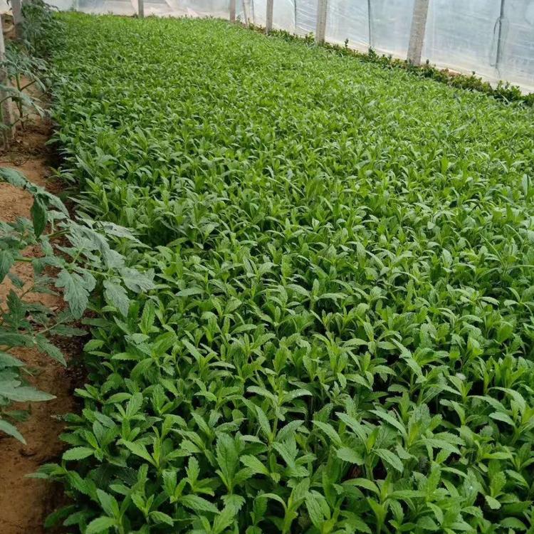 马鞭草批发马鞭草供应马鞭草小苗马鞭草杯苗马鞭草价格马鞭草基地马鞭草报价马鞭草种植基地