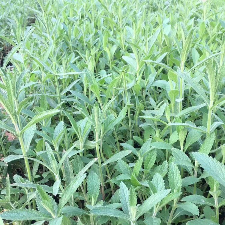 马鞭草批发马鞭草供应马鞭草报价马鞭草种植基地马鞭草小苗马鞭草杯苗马鞭草价格马鞭草基地
