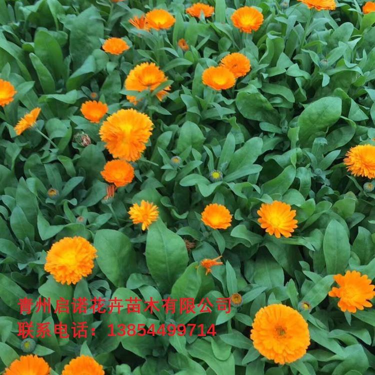 金盏菊批发 金盏菊价格 草花批发