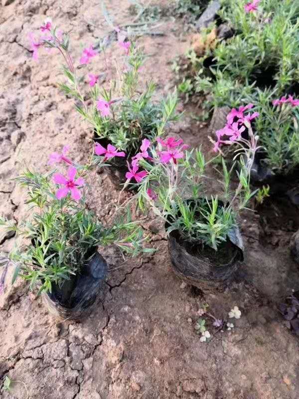 丛生福禄考  芝樱  芝樱种植基地