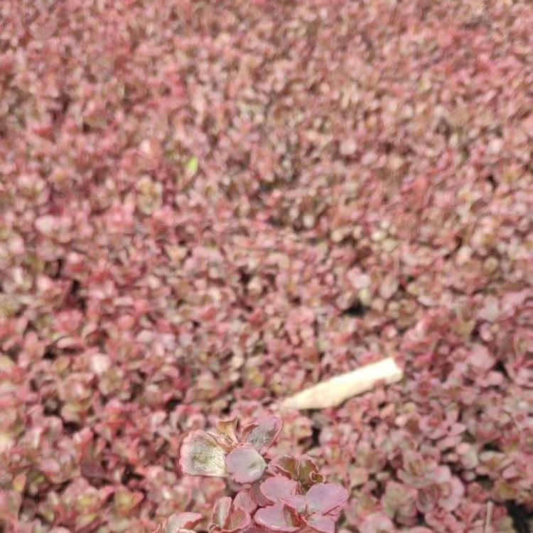 红景天 红景天供应  红景天种植基地