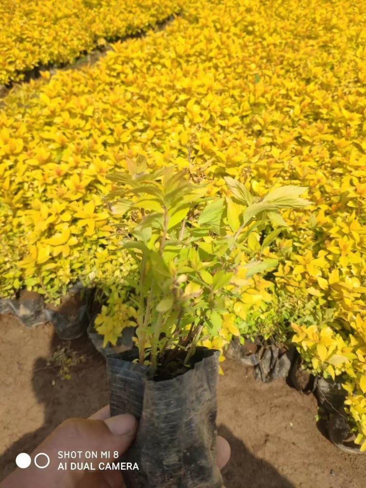 金山绣线菊种植基地  金山绣线菊批发
