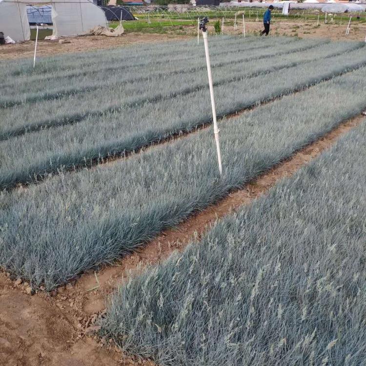 蓝羊茅 蓝羊茅种植基地 蓝羊茅杯苗