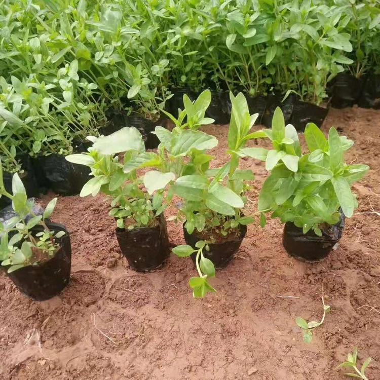 基地批发 千屈菜 千屈菜供应商