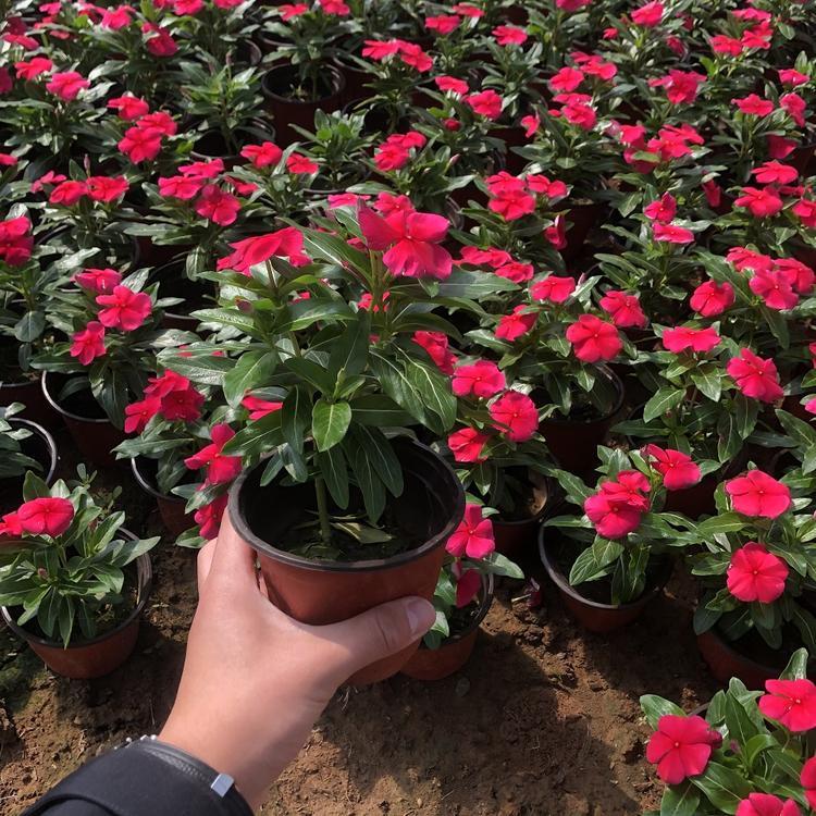 长春花 订购报价 山东天天开种植基地