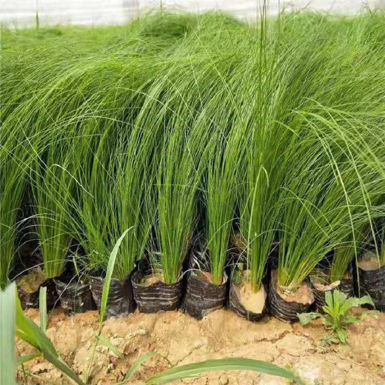 细茎针茅 采购基地 细茎针茅批发价格