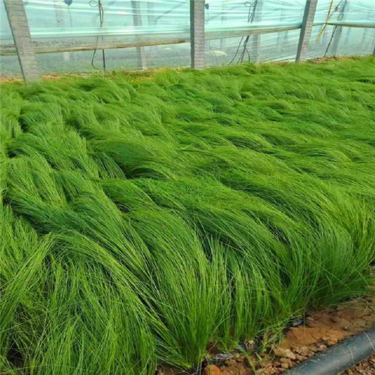 一二年宿根花卉 细茎针茅苗种植基地 山东细茎针茅苗