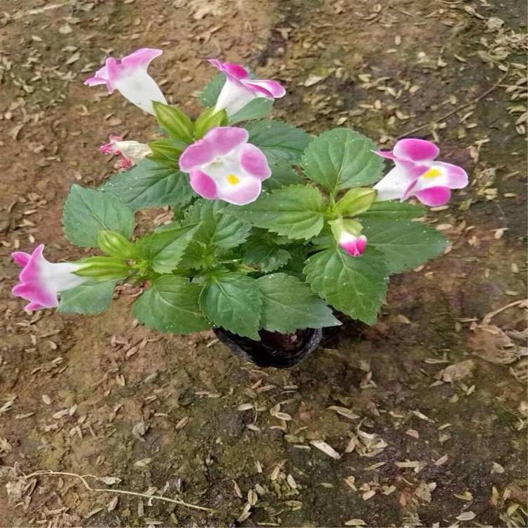 基地推荐 夏瑾杯苗 夏瑾杯苗批发