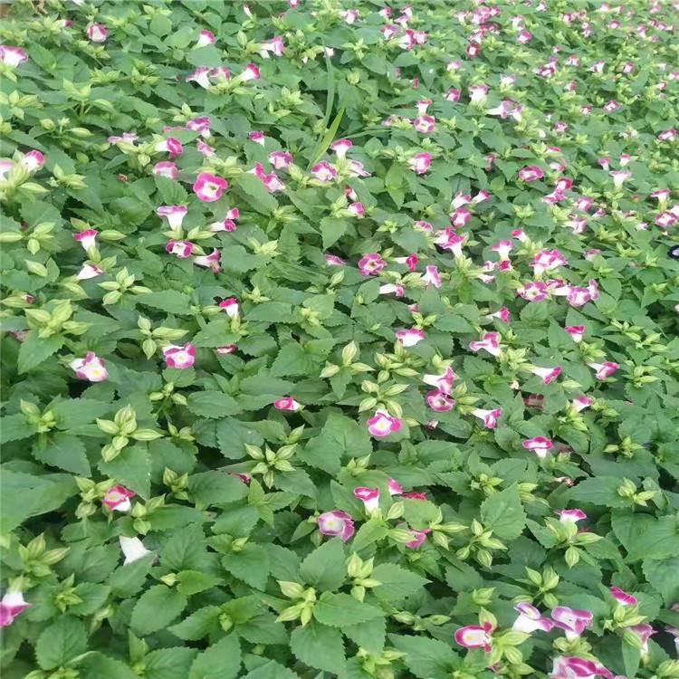 基地推荐 夏瑾苗 夏瑾苗供应商