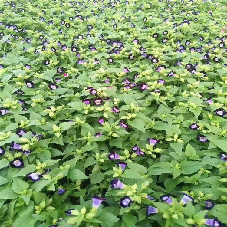 基地直售 夏堇苗 夏堇苗价格