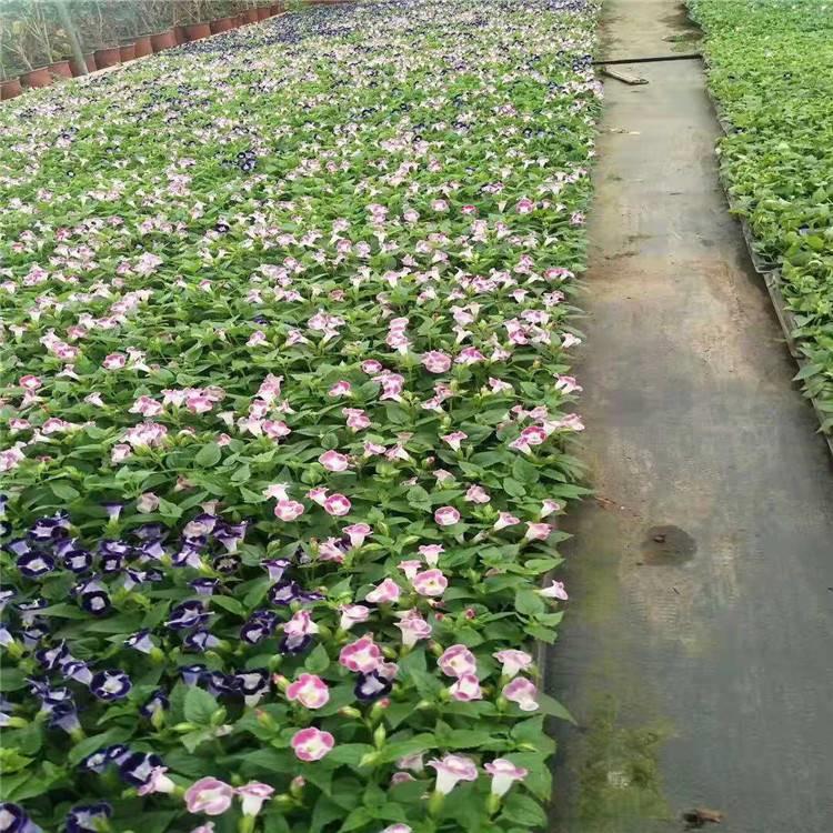 夏瑾 青州草花供应商 青州夏瑾