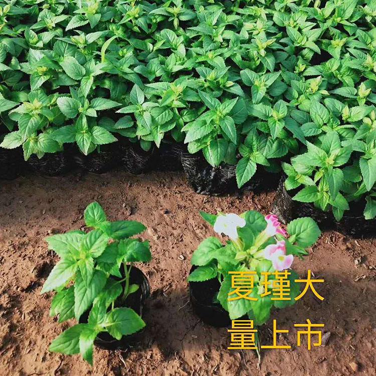 基地供应 夏堇小苗 夏堇小苗种植基地