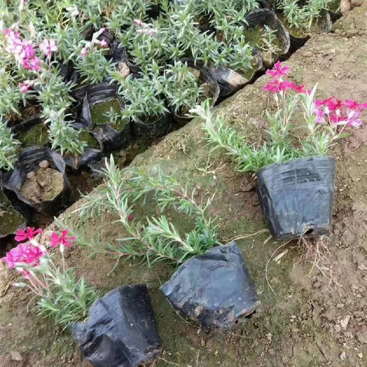 出售芝樱 芝樱杯苗 量大从优