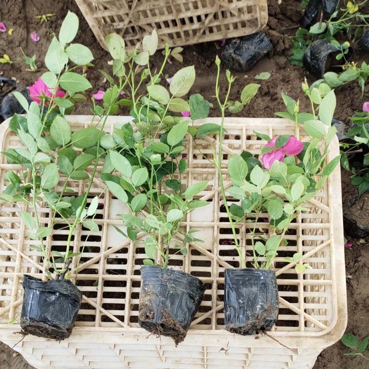 青州月季基地 供应丰花月季 丰花月季批发价格