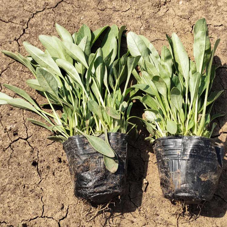 金鸡菊 青州草花基地 大量供应金鸡菊苗