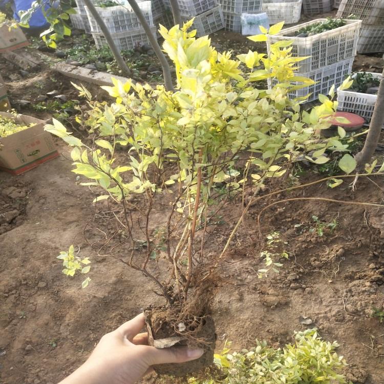 金山绣线菊基地山东金山绣线菊价格金山绣线菊小苗欢迎实地考察选购