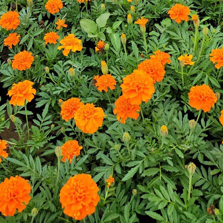 孔雀草 观赏花卉孔雀草 山东宿根草花直销