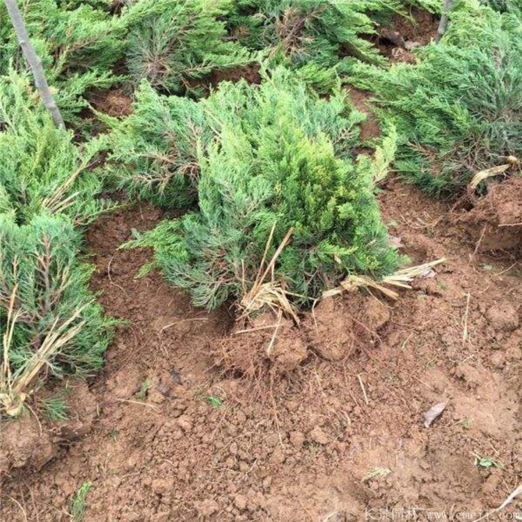 常年大量出售小龙柏 小龙柏种植基地 小龙柏批发报价  龙柏小苗