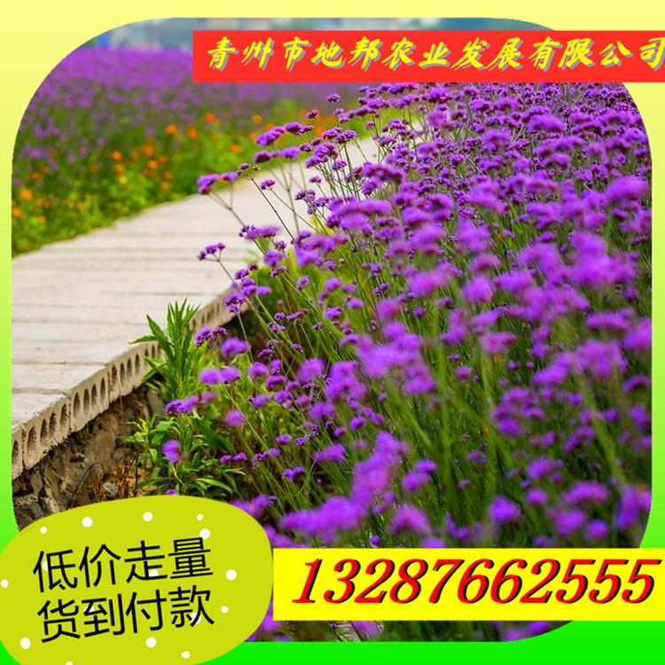 山东青州马鞭草种子 马鞭草基地 马鞭草价格 马鞭草花海 多头马鞭草