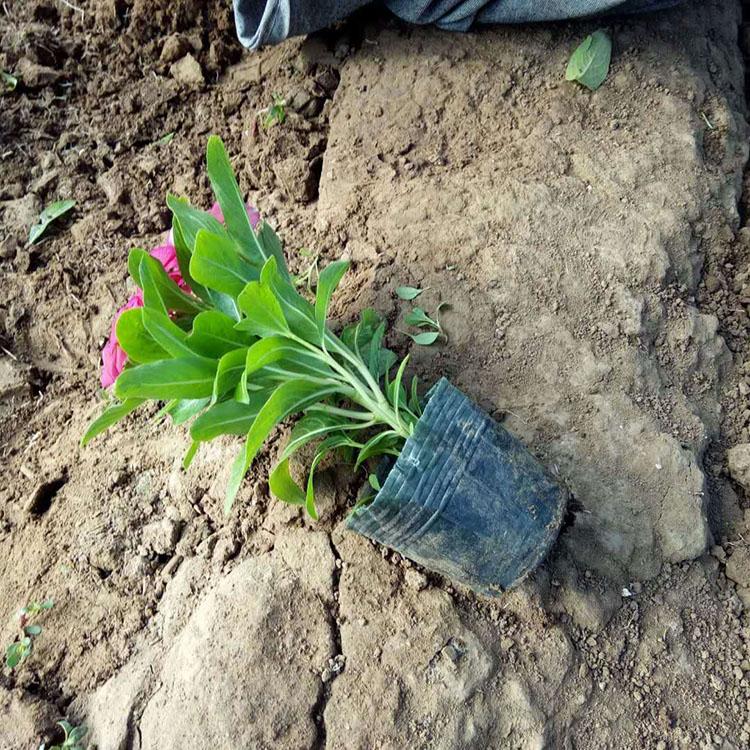 长春花供应商 青州长春花 欢迎选购