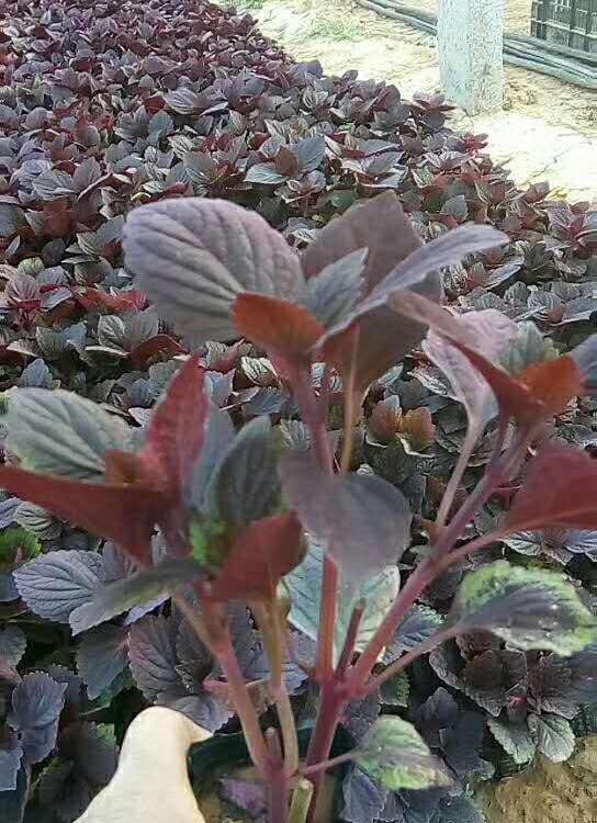 彩叶草基地火焰彩叶草批发青州彩叶草价格江瑞园艺彩叶草供应商