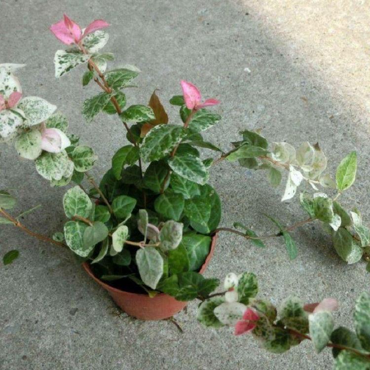 花叶络石基地 供应花叶络石 彩叶蔓藤植物花叶络石批发