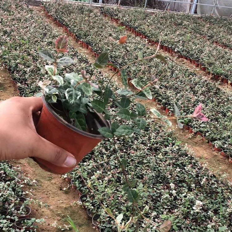 花叶络石 盆栽景观 花草租摆 花叶络石价格
