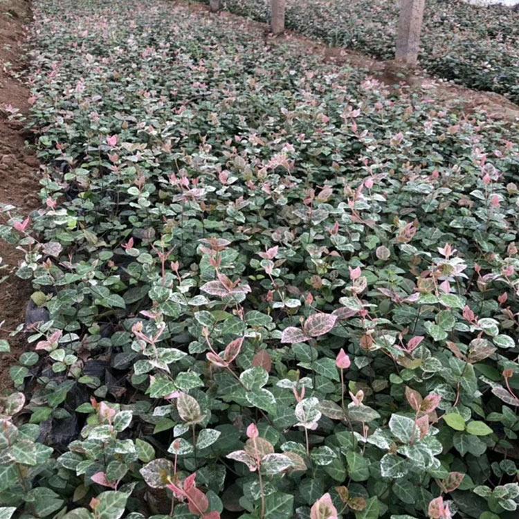 常年供应花叶络石 花叶络石苗 基地种植 量大优惠