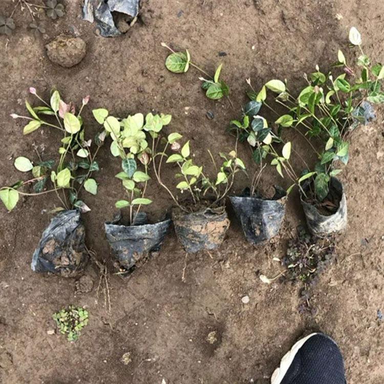 花叶络石 藤本植物 黄金络石 青叶络石
