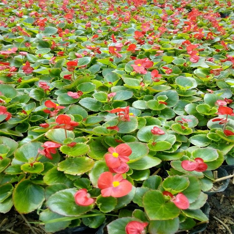 四季海棠基地四季海棠批发种植盆栽四季海棠量大从优