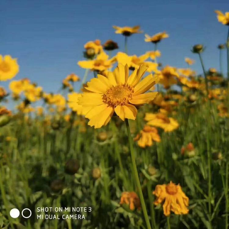 金鸡菊基地金鸡菊批发花海用苗金鸡菊金鸡菊绿化专用
