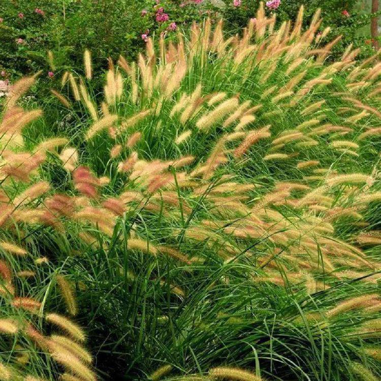 长期供应狼尾草 狼尾草批发价格 欢迎致电咨询