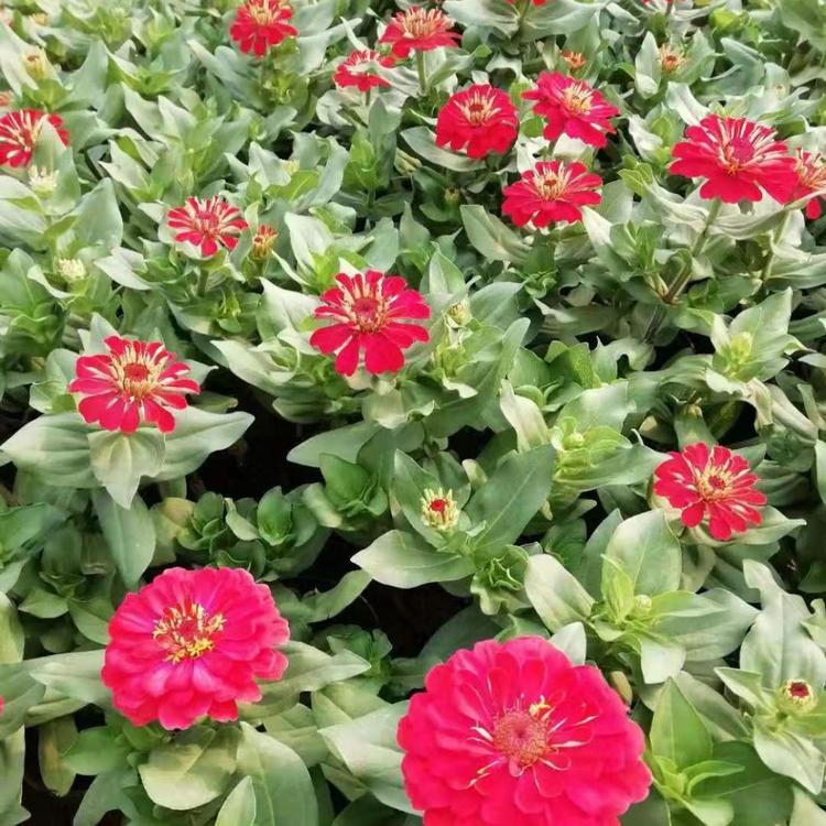 百日草基地百日草种植方法百日草价格四季草花供应商