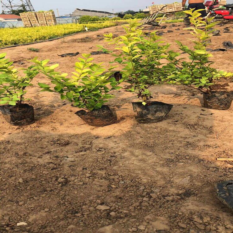 卓彩金叶女贞 基地直销绿化金叶女贞