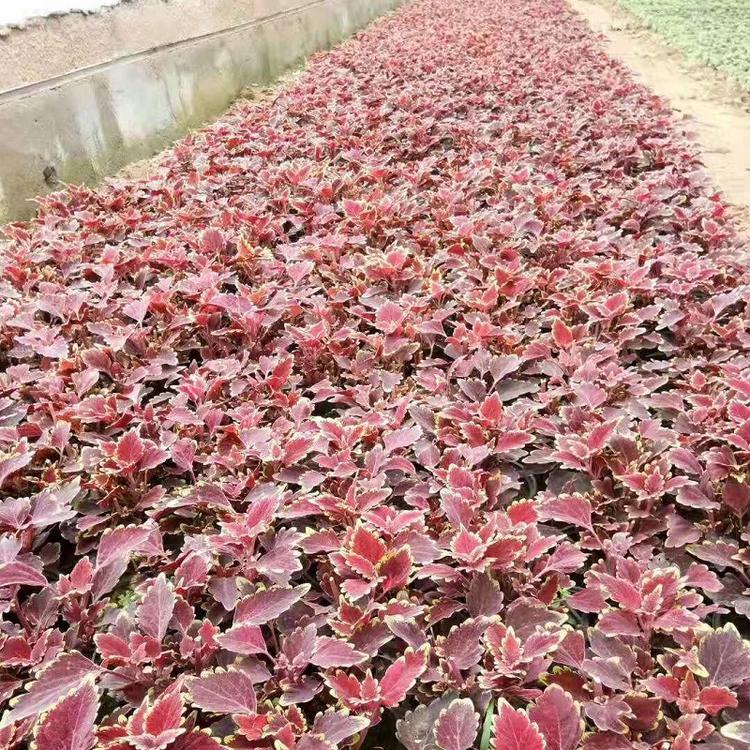 彩叶草基地直销 长期供应彩叶草  欢迎选购