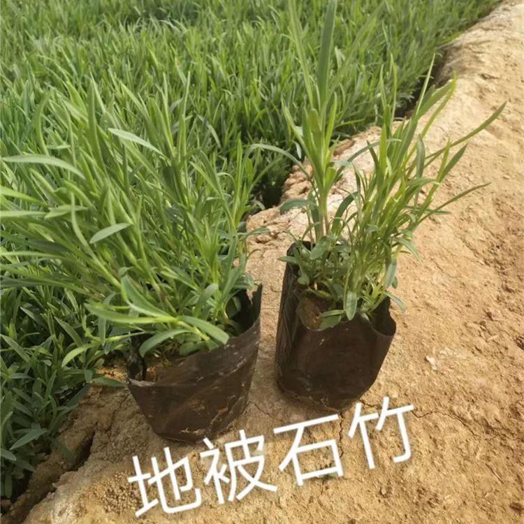 地被石竹价格青州地被石竹供应地被石竹现货供应花坛花境花海专用