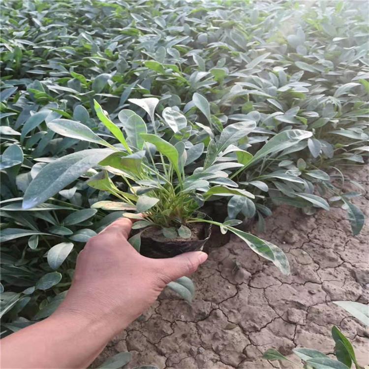 金鸡菊营养杯小花 金鸡菊大片花海