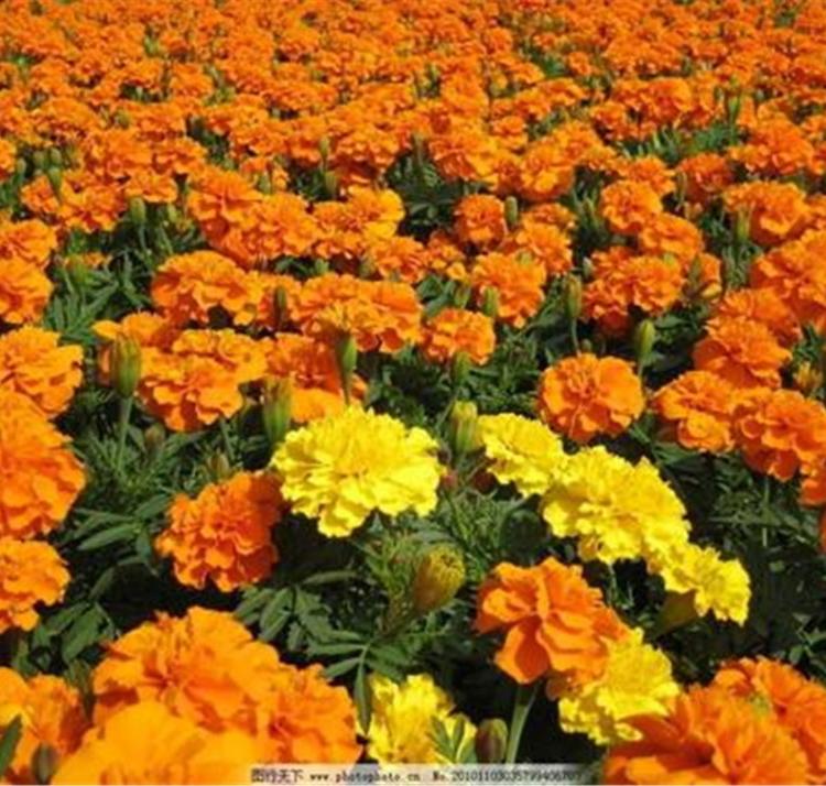 孔雀草种植基地 孔雀草花海苗批发商 优良孔雀草价格
