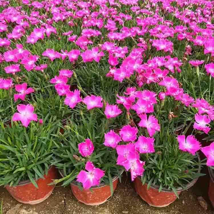 基地直销欧石竹 欧石竹种植基地 欢迎致电