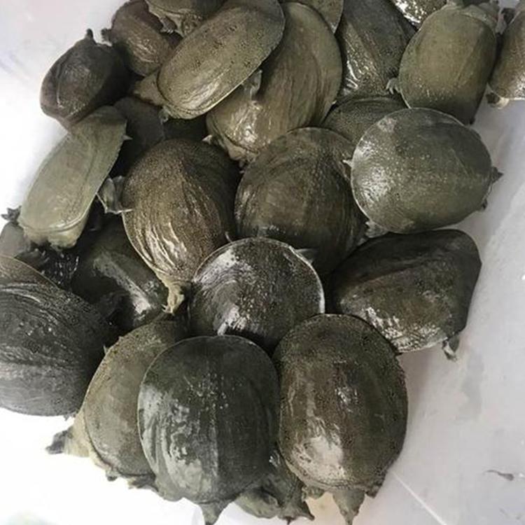淮杨甲鱼苗 中华鳖批发价格