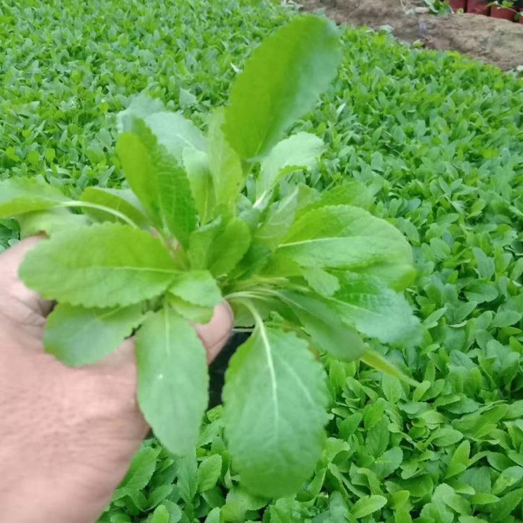 山东鼠尾草 鼠尾草供应商 电话咨询
