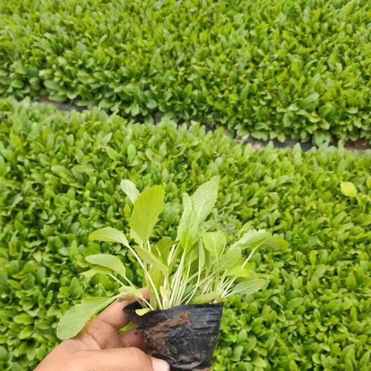 欢迎选购鼠尾草 鼠尾草出售 东田花卉基地直销