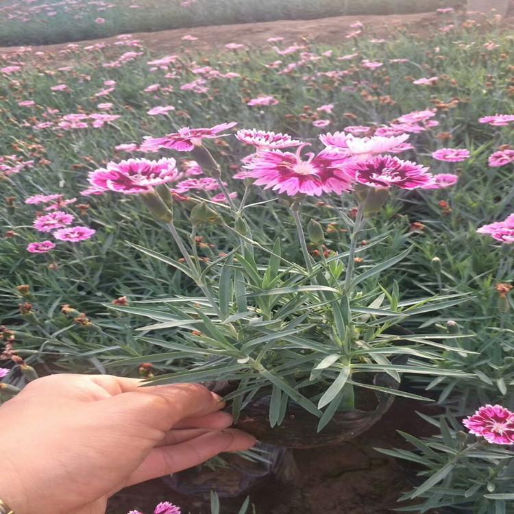 双色盆彩虹石竹   彩虹石竹报价 卓彩基地直销