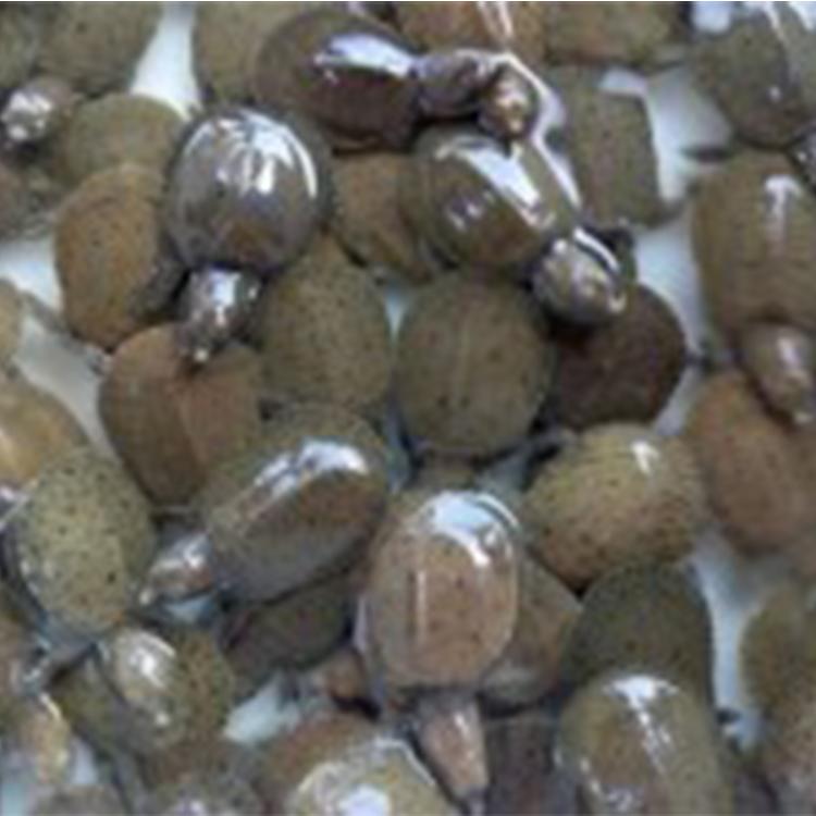 淮杨甲鱼苗 甲鱼鱼苗价格