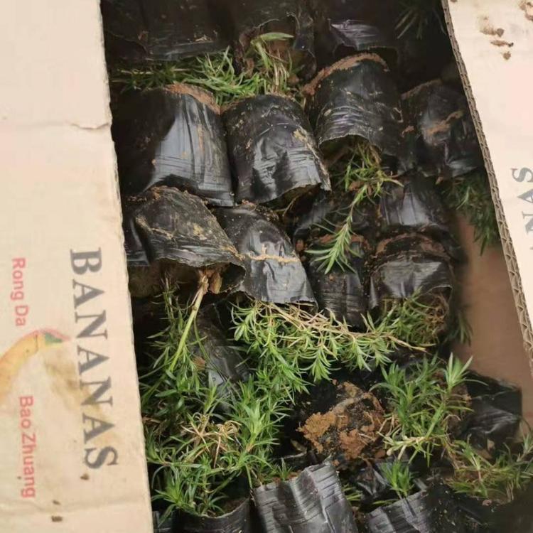 丛生福禄考培育基地 山东丛生福禄考 欢迎咨询
