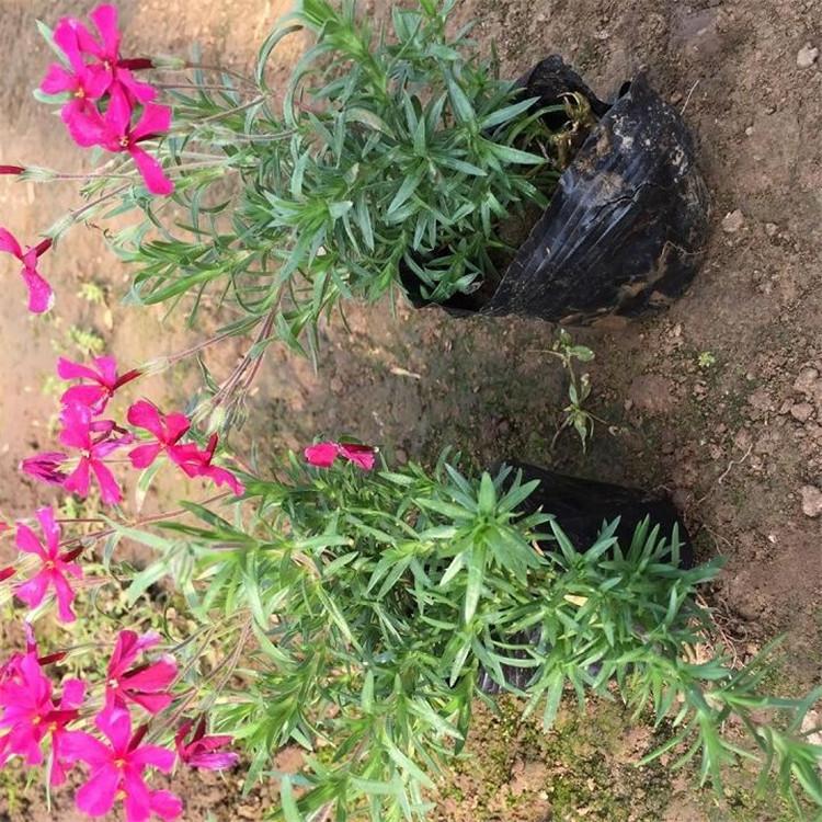 丛生福禄考小苗报价 潍坊丛生福禄考小苗 常年供应