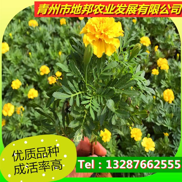 基地批发 孔雀草 地邦孔雀草小苗销售商