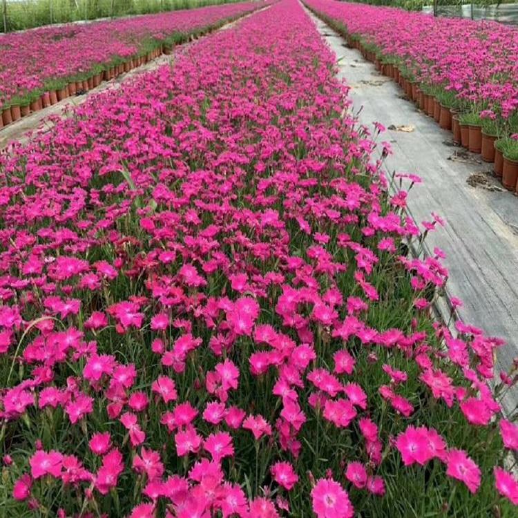 基地直销 晶伟  欧石竹小苗 欧石竹批发价格