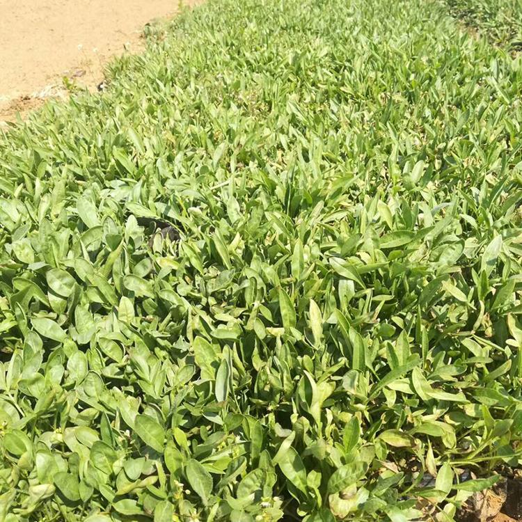 金鸡菊_金鸡菊小苗批发价格 基地供应金鸡菊
