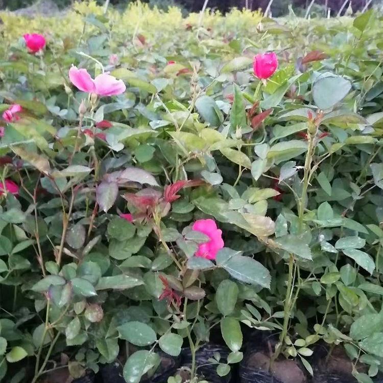 丰花月季批发商 品质好的丰花月季苗供应 基地直销  丰花月季价格